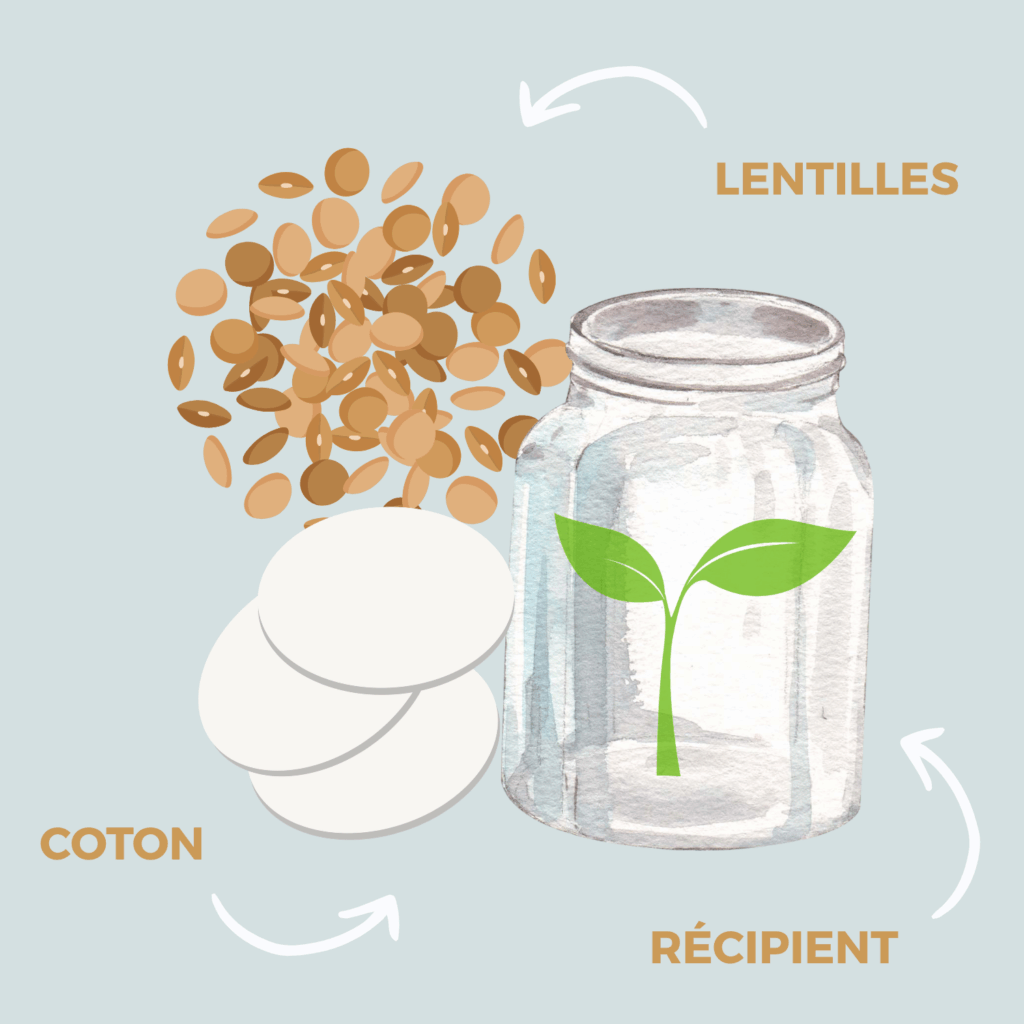 Ma première plantation dans un récipient avec des lentilles et du coton ! 